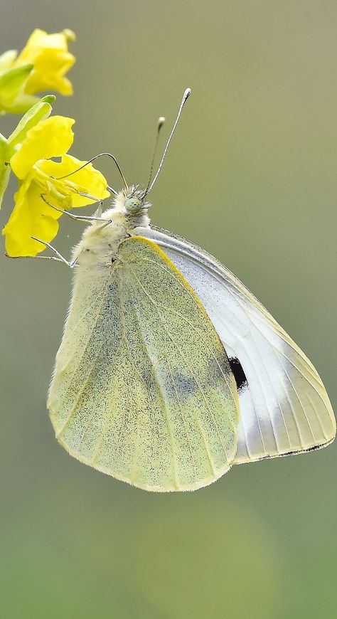 Picture of a cabbage white butterfly. #Animals #Butterfly #Insects #White Large White Butterfly, Leptiri Slike, Cabbage White Butterfly, Animals Butterfly, Cabbage Butterfly, Colorful Moths, Garden Wildlife, White Cabbage, White Butterflies