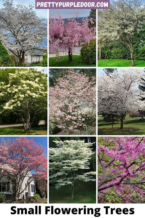 Specimen Trees Focal Points, Best Small Trees For Front Yard, Ornamental Trees Front Yards, Front Yard Focal Point, Landscape Trees Front Yard, Flowering Trees For Front Yard, Tree Placement In Front Yard, Trees In Front Of House, Small Trees For Flower Beds