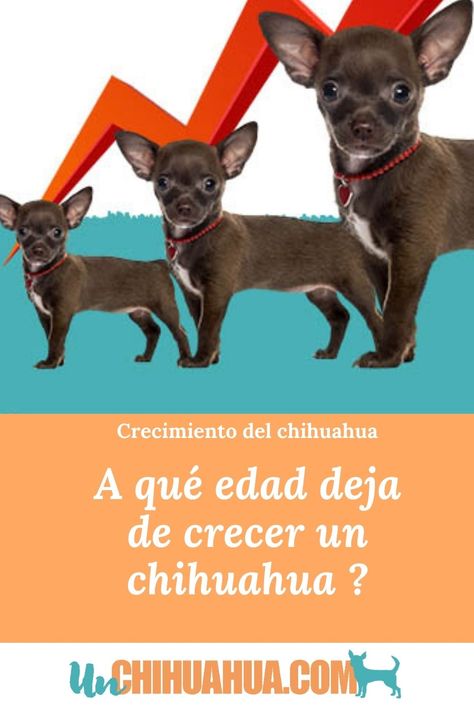 Descubre aquí a qupe edad los chihuahuas dejam de crecer. Un chihuahua crece hasta un cierto momento. Descubre a que edad deja de crecer un perro chiguagua aquí. #chihuahua #crece #chiguagua #chihguagueño #crecer Uñas Acrilicas, Big Heart, Small Dogs, Chihuahua, French Bulldog, Dogs, Animals