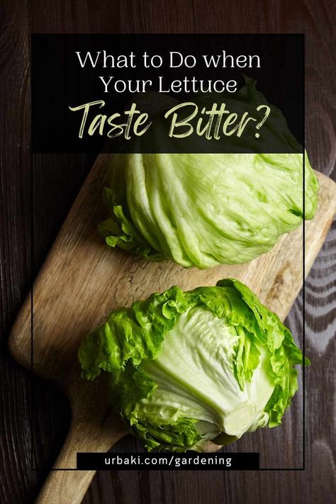 There's something magical about plucking those vibrant green leaves and turning them into a refreshing salad or a crunchy addition to your favorite sandwich. However, even the most seasoned greenthumbs among us might find themselves scratching their heads when faced with the unexpected challenge of bitter-tasting homegrown lettuce. It's like a culinary curveball, a mystery that leaves us pondering. Fear not! In this guide, we're not just going to tackle the 'why' behind the bitterness but... Bitter Lettuce, Planting Lettuce, Refreshing Salad, Timing Is Everything, Plant Information, Planting Vegetables, Leafy Greens, Organic Matter, The Unexpected