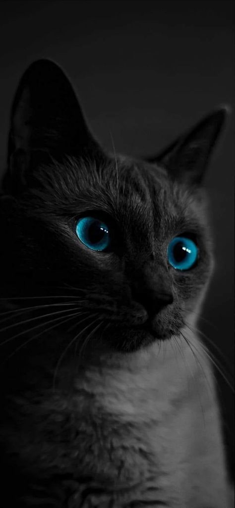 4k Iphone Wallpaper, Background Game, Cat Phone Wallpaper, Iphone Wallpaper 4k, Neural Art, Logo Wallpaper Hd, Scary Wallpaper, Big Blue Eyes, Iphone Wallpaper Girly