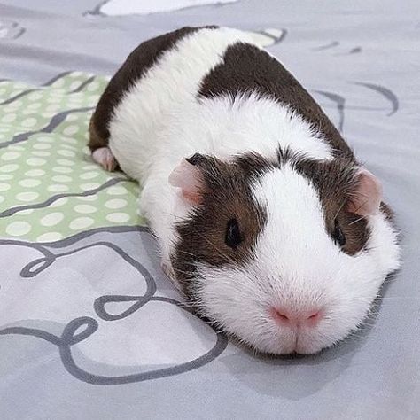 Guine Pig, Guinea Pig Diet, Pig Pics, Guinea Pigs Funny, Baby Guinea Pigs, Pet Guinea Pigs, Cute Guinea Pigs, Guinea Pig Cage, Cute Piggies