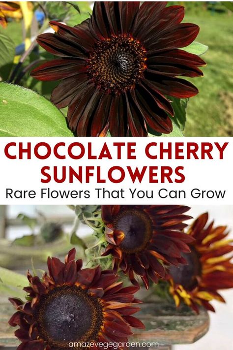 Chocolate Cherry Sunflower, Sunflower Facts, Types Of Sunflowers, Backyard Flowers, Cherry Flower, Sunflower Garden, Bee Garden, Cut Flower Garden, Rare Flowers