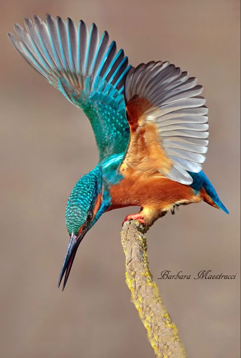 Kingfisher Painting, Common Kingfisher, Kingfisher Bird, Most Beautiful Birds, Australian Birds, Bird Artwork, Nature Birds, Bird Pictures, Exotic Birds