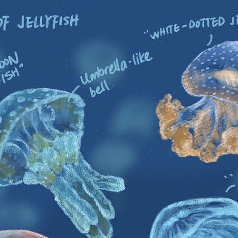 Sunny Side Up Science and Art | Types of Jellyfish  Spotted Lagoon Jellyfish: It’s an algae-containing jellyfish that traps planktonic food with mucus. Usually found in... | Instagram Lagoon Jellyfish, Types Of Jellyfish, Moon Jellyfish, Steam Education, Jellyfish Art, Science Illustration, Stem For Kids, Nature Artwork, Stem Education