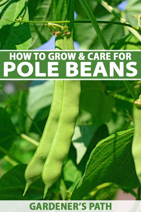 Pole beans provide a delicious harvest when planted as a summer veggie. Grown up trellises or stakes, this vertical crop is easy to pick and can help maximize garden real estate. Read our guide about pole beans now on Gardener's Path to get the lowdown on growing this lofty legume. #growyourown #beans #gardenerspath Pole Bean Trellis, Plant Pole, Grow Beans, Bean Trellis, Growing Green Beans, Growing Beans, Square Foot Garden, Seed Growing, French Beans