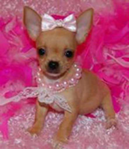 A Chihuahua puppy with a pink bow Baby Chihuahua, Most Beautiful Dogs, Princess Dog, Cute Chihuahua, Teacup Puppies, Silly Dogs, Chihuahua Puppies, Chihuahua Dogs, Small Dog Breeds