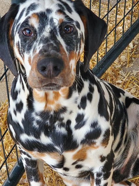 Rare Dog Breeds Unique, Catahoula Leopard Dog Mix, Rare Dog Breeds, Very Cute Dogs, Pretty Dogs, Pretty Animals, Airedale Terrier, Large Dog Breeds, Extended Family