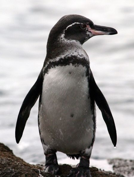 Penguin Project, Paper Penguin, Penguins Project, Galapagos Penguin, African Penguin, Summer Board, Water Birds, Emo Girl, Flightless Bird