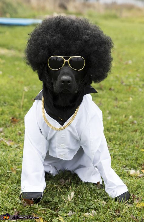 Pimp+Daddy+Disco+King+Costume+-+Halloween+Costume+Contest+via+@costume_works Halloween Costumes For Dogs, Perros Chow Chow, Costumes For Dogs, Disco Costume, King Costume, Spoiled Dogs, Pet Halloween Costumes, Halloween Costume Contest, Boy Halloween Costumes