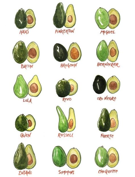 Avocado Stuff, Avocado Varieties, Avocado Types, Avocado Rose, Recipe Design, Fruit Drawing, Avocado Art, Avocado Seed, Bacon Avocado