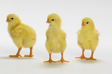 Baby chicken costume