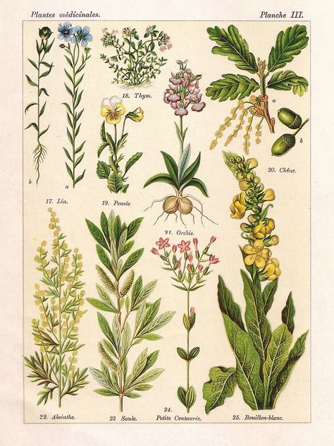 "French botanical illustration - Henri Coupin - Plantes medicinales planche 3" Poster by Gardenlibrary | Redbubble Illustration Botanique Vintage, Botany Illustration, Plant Sketches, Illustration Botanique, Botanical Illustration Vintage, Vintage Botanical Prints, Botanical Poster, Plant Drawing, Scientific Illustration