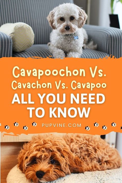 What is a Cavapoochon, and how is it different from Cavachons and Cavapoos? If mixed breeds interest you, you’re in the right spot. Cavachon Puppies, Breed Dogs, Mixed Breed Dogs, Dog Ideas, Mixed Breed, New Puppy, Pinterest Board, Cleaning Hacks, A Fan