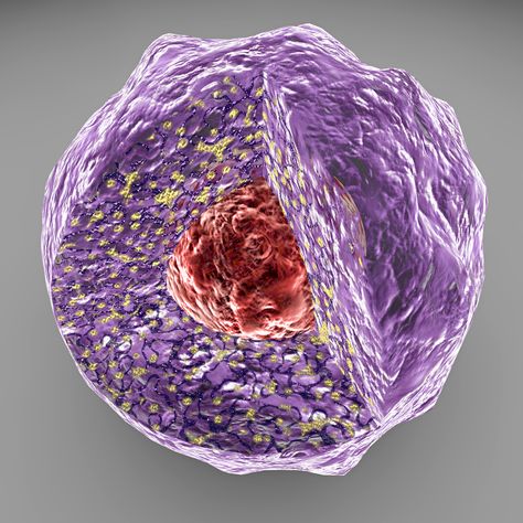 Read about a study showing that a drug targeting receptors at the cell nucleus reduced fibrosis in an animal model of systemic sclerosis. Nucleus Model, Cell Nucleus, Eukaryotic Cell, Animal Cell, Animal Model, The Cell, An Animal, Our Body, Dots