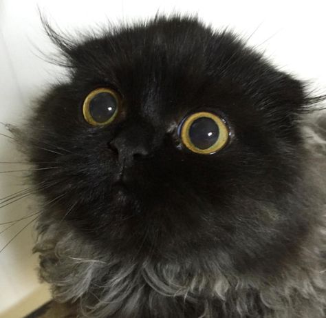 People Are Obsessed With This Cat's Giant Eyes Fluffy Black Cat, Cats With Big Eyes, Gorgeous Cats, Super Cat, Scottish Fold, Cute Kittens, Happy Cat, All About Cats, Big Eyes