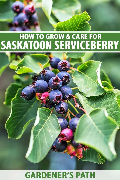 Tips for Growing Saskatoon Serviceberries | Gardener’s Path Saskatoon Serviceberry, Amelanchier Alnifolia, City Gardening, Food Forest Garden, Saskatoon Berry, Bushes And Shrubs, Vegetable Benefits, Like A Rockstar, Urban Farmer