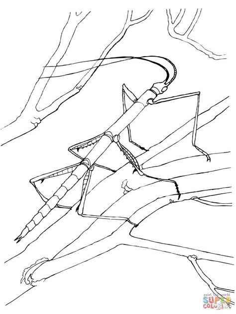 Insect Coloring Pages – coloring.rocks! Stick Insect Drawing, Walking Stick Bug, Walking Stick Insect, Jungle Theme Activities, Bugs Drawing, Insect Coloring Pages, Coloring Pages Nature, Bug Coloring Pages, Stick Bug