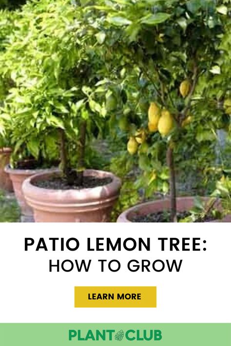 Growing Lemons, Lemon Tree From Seed, Growing Lemon Trees, Indoor Landscaping, Lemon Plant, Lemon Seeds, How To Grow Lemon, Scented Flowers, Lemon Trees