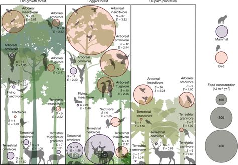 Logged tropical forests have amplified and diverse ecosystem energetics | Nature Tropical Forests, Tropical Forest, Tropical Rainforest, Energy Flow, Bird Species, Ecosystem, Ecology, Mammals, Layout