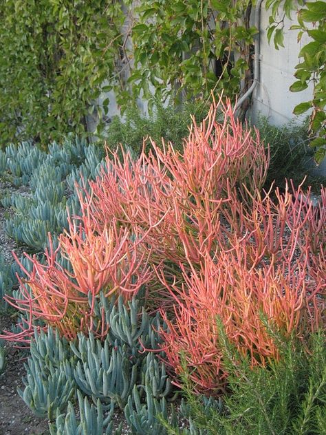 Socal Garden, Pencil Tree, Succulent Landscape Design, Australian Natives, Australian Native Garden, Drought Tolerant Garden, Waterwise Garden, Succulent Landscaping, California Garden