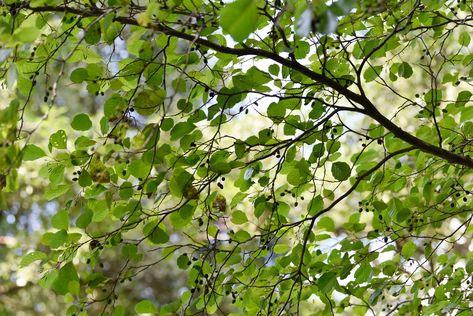 Alder trees and shrubs (Alnus spp.) are deciduous and grow very well in moist or wet soils as long as it has some drainage. Discover the varieties. Types Of Pine Trees, Small Trellis, Plants Under Trees, Alder Tree, Shade Garden Plants, Creeping Jenny, Full Sun Plants, Specimen Trees, Spruce Tree