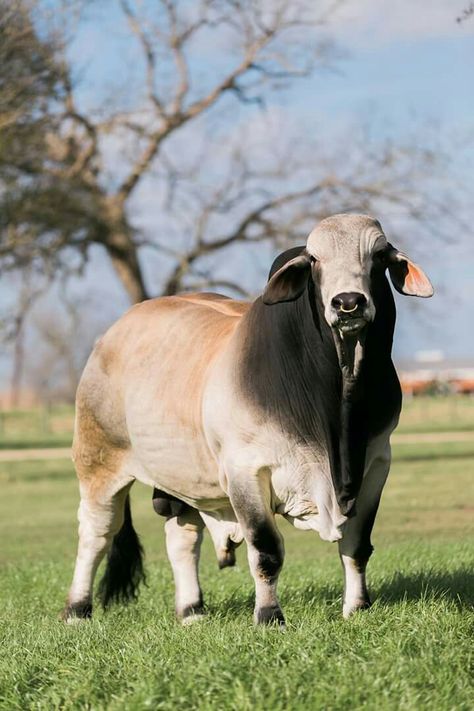 V8 bull brahman. Brahma Bull, Breeds Of Cows, Bucking Bulls, Longhorn Cattle, Bull Cow, Beef Cattle, Cattle Ranching, Cattle Farming, Cow Calf