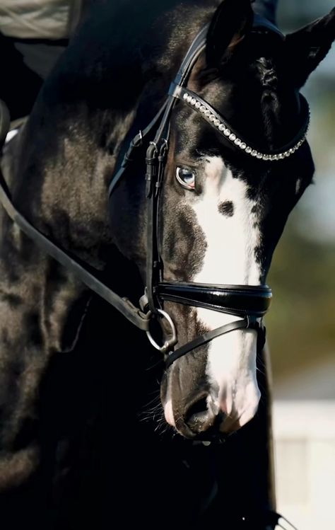 Dark bay Swedish warmblood stallion | Total Hope (by Totilas) × Zarella (by Blue Hors Zack) | Born 2018 Black Warmblood, Swedish Warmblood, Warmblood Stallion, All Horse Breeds, Horse Markings, Medieval Aesthetic, Equestrian Aesthetic, Horse Wallpaper, Horse Aesthetic