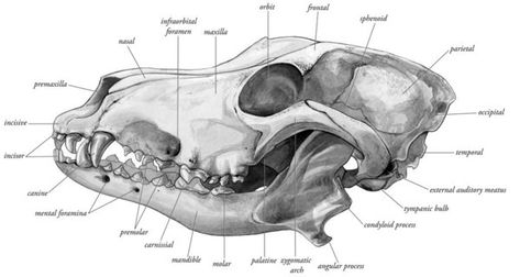 Canine Skull, Animal Skull Drawing, Bone Anatomy, Canine Teeth, Veterinary Studies, Dog Skull, Scientific Drawing, Skull Anatomy, Wolf Skull