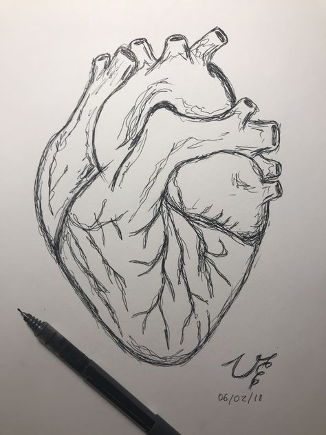 Human heart drawing Human Heart Drawing, Heart Drawing, Human Heart, A Drawing, Pencil, Pen, Human