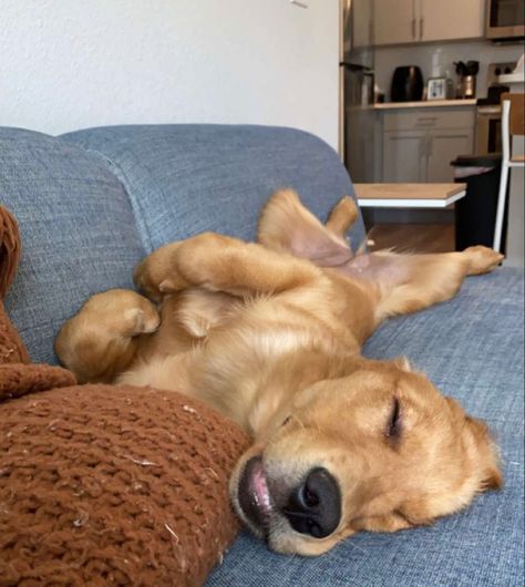 Lazy Golden Retriever, Sleepy Golden Retriever, Golden Retriever Bed, Cute Dog Sleeping, Golden Retriever Sleeping, Golden Labrador Puppies, Dogs Sleeping, Puppy Sleeping, Sleepy Dog