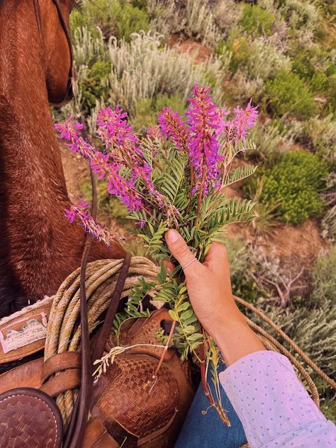 Colorado Flowers, Picking Wildflowers, Colorado Wildflowers, Miley Stewart, Wildflowers Photography, Cowboy Aesthetic, Flower Picks, Cowgirl Aesthetic, Magical Life