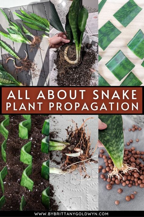 Learn how to propagate snake plants using five different methods—through rhizome, through division, using water, in LECA, and in soil! Snake Plant Propagation, Sansevieria Plant, Snake Plants, Alpine Plants, Plant Propagation, Poisonous Plants, Pothos Plant, Indoor Plant Care, Garden Types