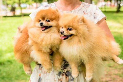 Pomeranian Rescue, Dogs Pomeranian, Allergic To Dogs, Pomeranian Lovers, Homeless Dogs, Rescue Team, Adoption Process, Foster Home, Cat And Dog