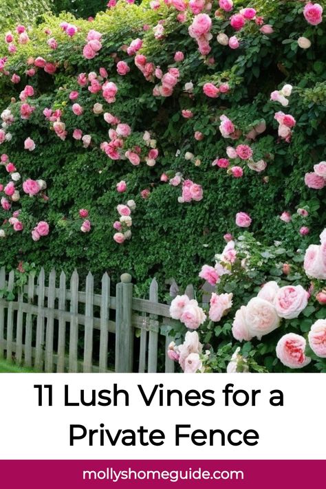 Looking to add some privacy to your backyard? Explore the best fence covering vines for privacy with these beautiful plant options. From fast-growing vines to perennial flowering climbers, there are plenty of choices to suit your garden style. Create a lush and vibrant space by adding trellis plants for your garden or opting for evergreen vine climbers that provide year-round coverage. Whether you prefer flowering vines or fragrant varieties, these plants will not only offer visual appeal but al Rose Fence Ideas, Rose Hedge Fence, Fast Growing Vines Climbing, Vines For Privacy, Rose Fence, Cattle Panel Trellis, Vine Fence, Rose Hedge, Texas Gardens