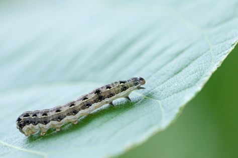 8 Natural Ways to Stop Cutworms from Eating Your Seedlings Types Of Worms, Backyard Food, Hydrangea Varieties, Asparagus Beans, Organic Pesticide, Organic Pest Control, Uses For Coffee Grounds, Gardening Trends, Indoor Trees