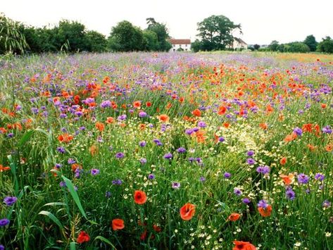 Start to Sow Wildflowers Seeds in Early Spring to Enjoy Beautiful Summer Garden Wild Flower Lawn, Flower Lawn, Hgtv Garden, Wild Flower Meadow, Meadow Garden, Wildflower Meadow, Wildflower Garden, Flower Landscape, Annual Flowers