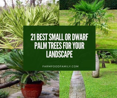 21 Best Small or Dwarf Palm Trees for Your Landscape (With Pictures) Small Palm Trees Landscaping, Palm Tree Types, Needle Palm, Tree Types, Majesty Palm, Mini Palm Tree, Palm Trees Landscaping, Small Palm Trees, Palmetto Tree