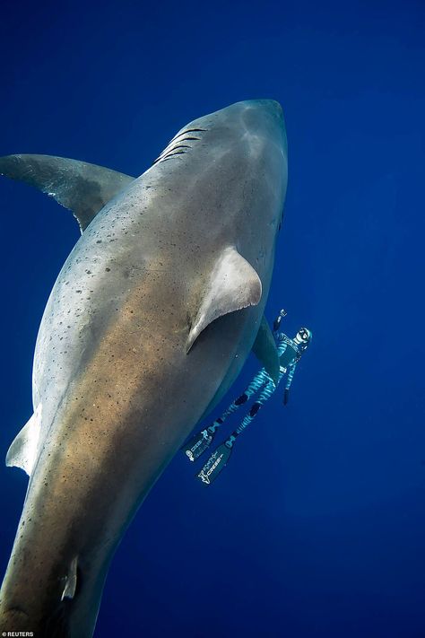 Divers could identify her as 'Deep Blue' thanks to a tag she was implanted with when she appeared off the coast of Mexico two decades ago. Largest Great White Shark, Shark Conservation, Shark Photos, Shark Pictures, Shark Swimming, Blue Shark, The Great White, White Sharks, Shark Week