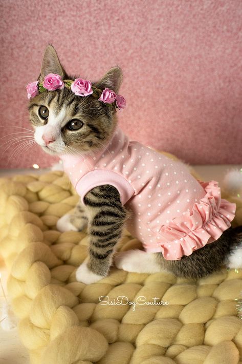 Cat With Clothes, Kitten Photoshoot, Kitten Outfits, Cats In Clothes, Cat Outfits Pets, Clothes For Cats, Cats Clothes, Cat Outfits, Kitten Clothes