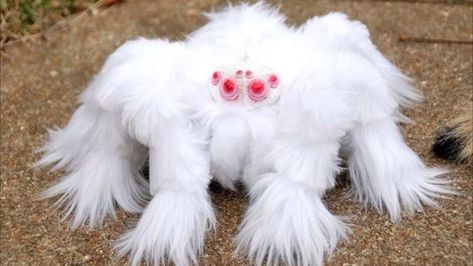 Top 10 smallest spiders in the world #animals #biology #discovery #history #image #investigations #life #list #maevia_inclemens #marpissa_muscosa #nature #news #patu_digua #photography #science #smallest_spiders #species #spiders #study #top_10 #world #zoology Rare Albino Animals, Real Spiders, Albino Animals, 강아지 그림, Beautiful Bugs, Unusual Animals, Rare Animals, Bugs And Insects, Weird Creatures