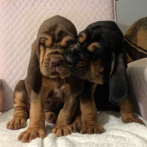 Bloodhound (@bloodhound_daily) on Instagram: “😘😘😘😘😘 via @kneppsbloodhounds #bloodhound, #bloodhoundpuppy, #bloodhounds, #bloodhoundsofig,…” Cute Big Dogs, Blood Hounds, Bloodhound Puppies, Coon Hunting, Dogs Photos, St Hubert, Bloodhound Dogs, Animal Magnetism, Puppies And Kitties