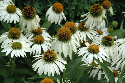 Summer Presentation, Hill Backyard, Home Exterior Landscaping, Outside House Ideas, Purple Coneflower, Low Water Gardening, Exterior Landscaping, Outside House, Echinacea Purpurea