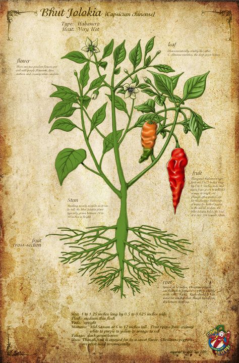 Chilli Illustration - Bhut Jolokia on Behance Aztec Pattern Drawing, Chilli Illustration, Chilli Tree, Bhut Jolokia, Pepper Tree, Pepper Plants, Chilli Pepper, Botanical Illustrations, Plant Drawing