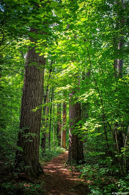 White Pines, Wood Path, Pine Trees Forest, Forest And Wildlife, Forest Mural, Tree Paintings, Northern Minnesota, Trail Hiking, Forest Path