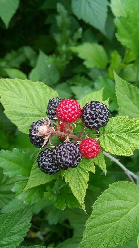 Black Raspberry Plant, Black Raspberry Tattoo, Fruits Reference, Logo Layout, Black Raspberries, Tattoo Reference, Pottery Inspo, Ink Inspiration, Black Raspberry