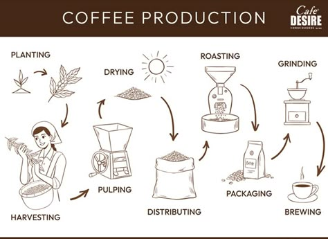 Coffee Production Mac Coffee, Tea Vending Machine, Coffee Hampers, Coffee Process, Mural Cafe, Growing Coffee, Coffee Vending Machines, Coffee Infographic, Coffee Guide