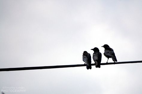 Three Crows Tattoo, Birds On A Wire Tattoo, Three Crows, Two Crows, Birds On Wire, Wire Tattoo, Shadow Tattoo, Birds On A Wire, Three Birds