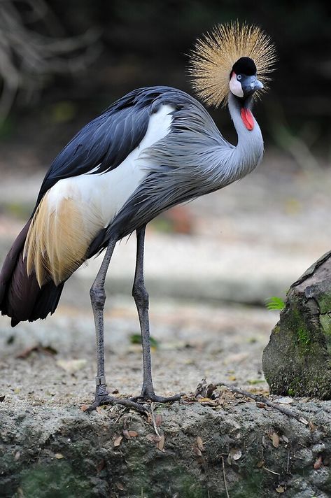 Fancy Birds, South African Animals, African Animals Photography, Grey Crowned Crane, African Crown, South African Birds, Wild Birds Photography, Grassland Habitat, Seven Pounds