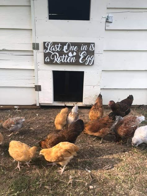 Duck Coop Decor, Chicken Decor Diy, Funny Chicken Coop Signs, Hatching Chickens, Cute Chicken Coops, Chicken Coop Decor, Chicken Shed, Chicken Barn, Backyard Chicken Coop Plans